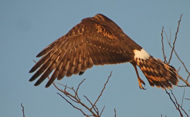 Northern Harrier taking off