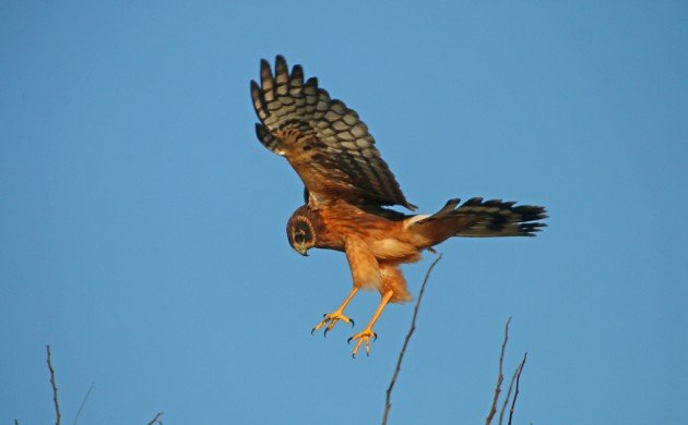 Northern Harrier talons big