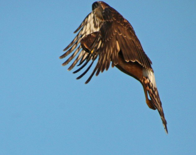 Northern Harrier through wing