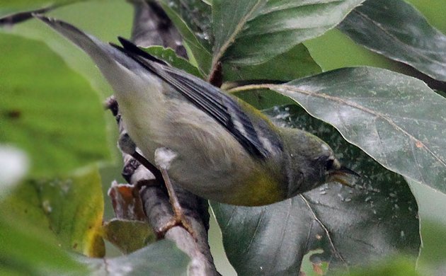 Northern Parula getting a snack