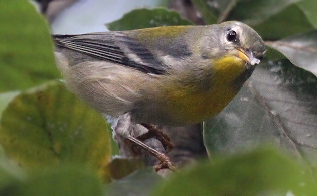 Northern Parula with food in its beak