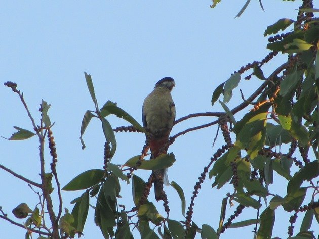 Northern Rosella