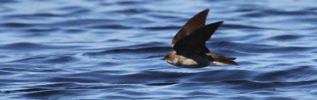 Northern Rough-winged Swallow Stelgidopteryx serripennis