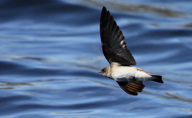 Northern Rough-winged Swallow low over the water