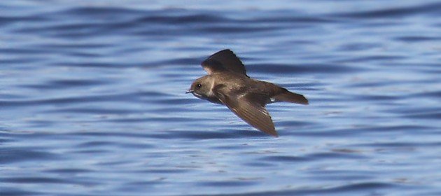 Northern-Rough-winged-Swallow-feature-630x280