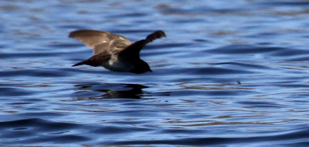 Northern Rough-winged Swallow going after prey