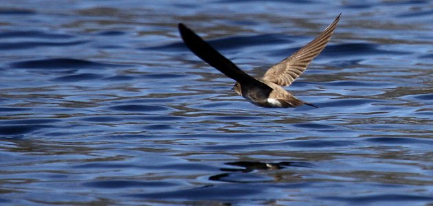 Northern Rough-winged Swallow going away