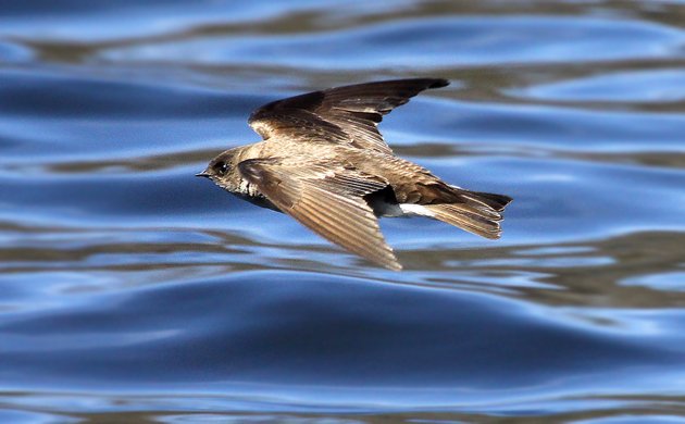 Northern Rough-winged Swallow