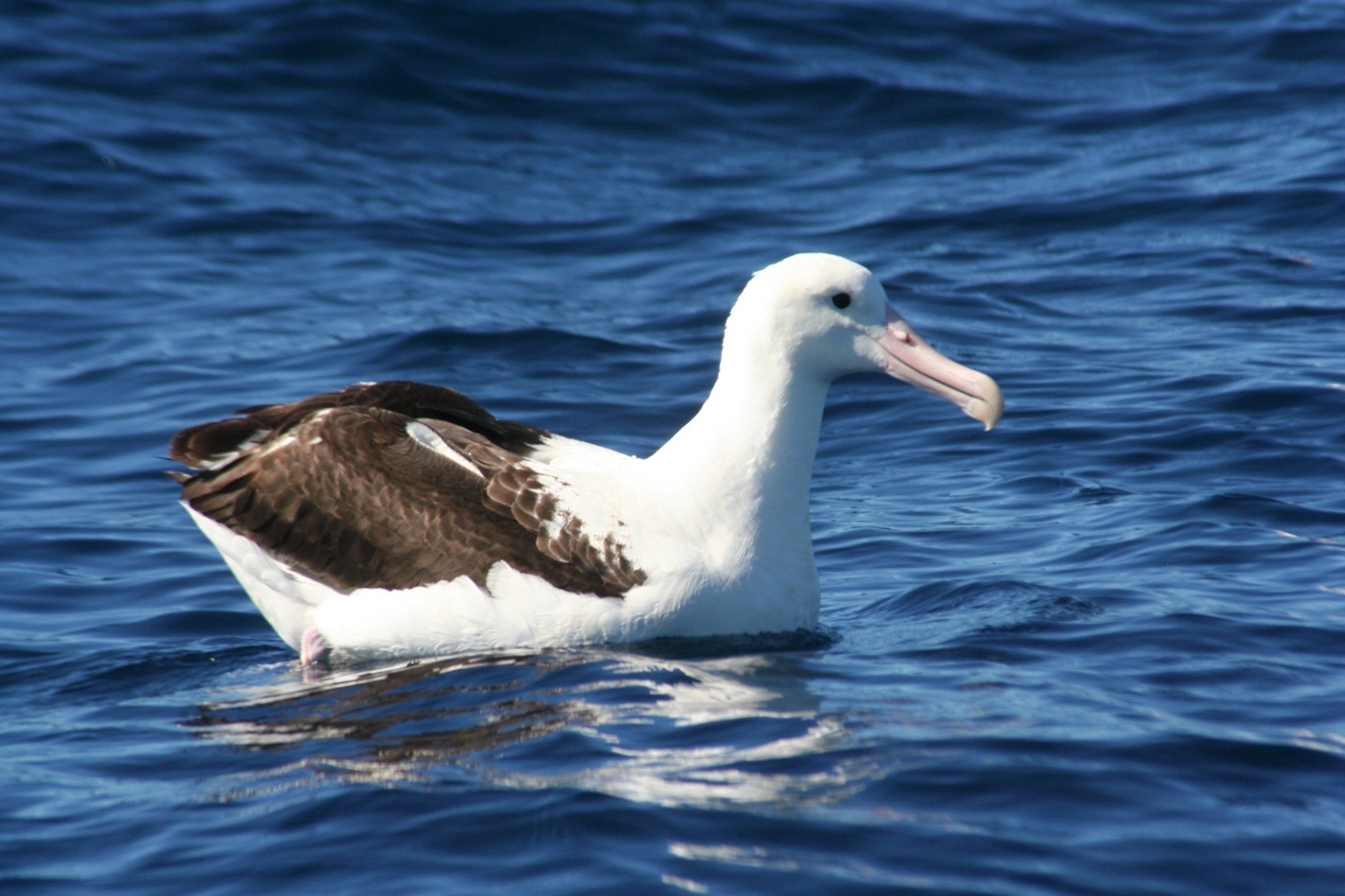 Northern Royal Albatross