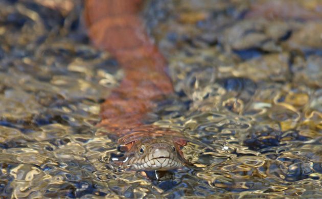 Northern Water Snake