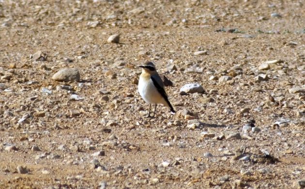 Northern Wheatear