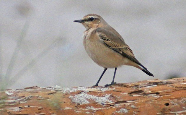 Northern Wheatear