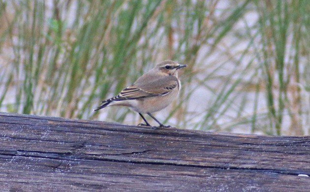 Northern Wheatear in Brooklyn