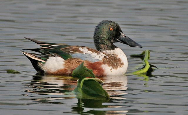 northern shoveler