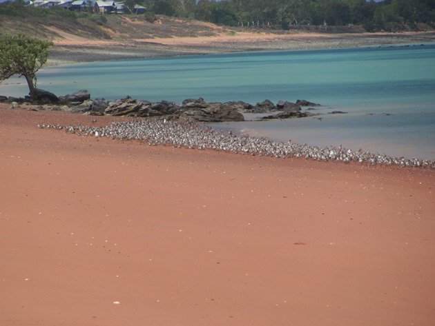 November 2012 shorebird flock