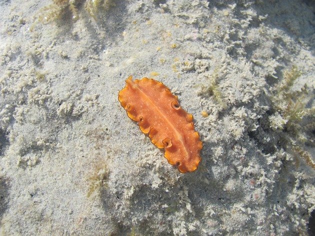 Nudibranch