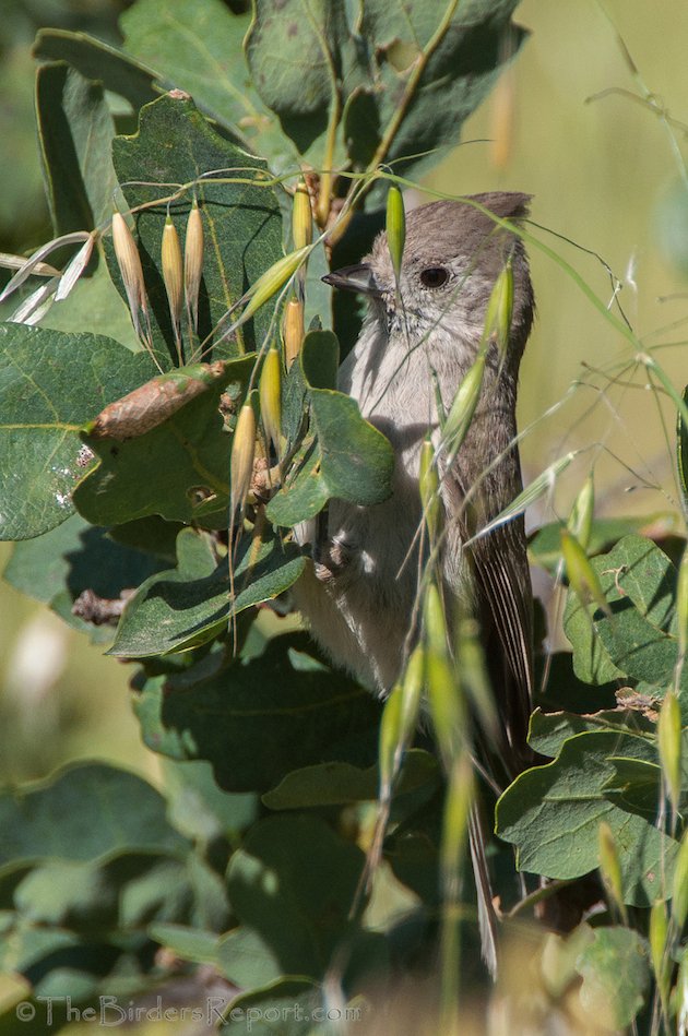 Oak Titmouse