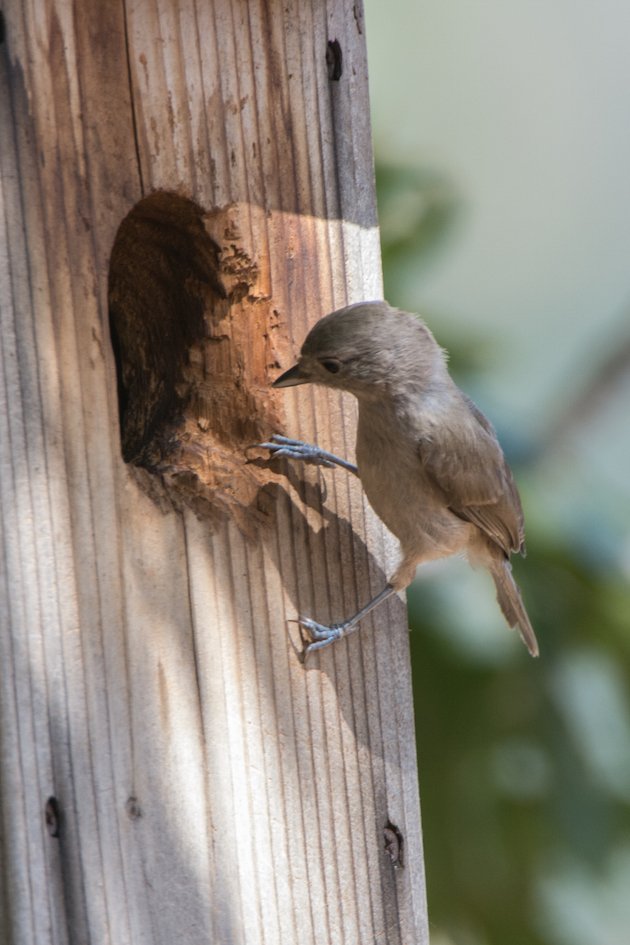 Oak Titmouse