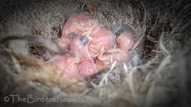 Oak Titmouse Nestlings Day One