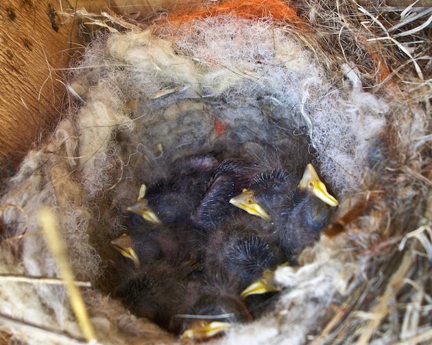 Oak Titmouse Nestlings