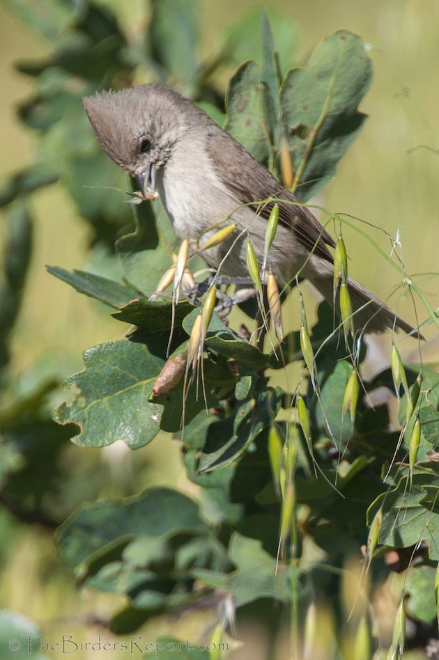 Oak Titmouse