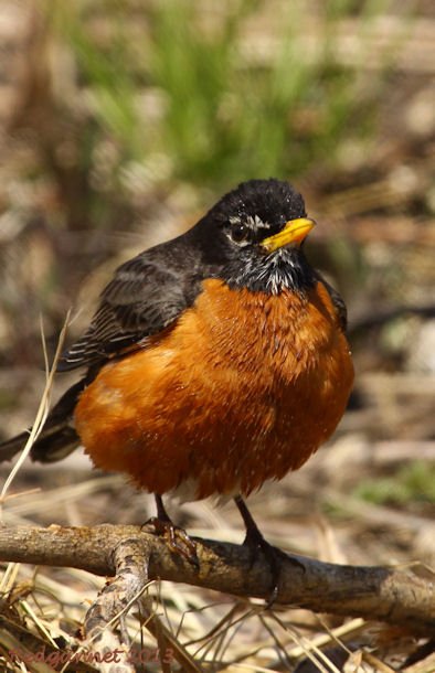 ORD 22Apr13 American Robin 14