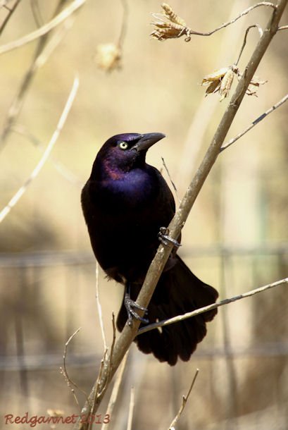 ORD 22Apr13 Common Grackle 01