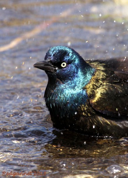 ORD 22Apr13 Common Grackle 07