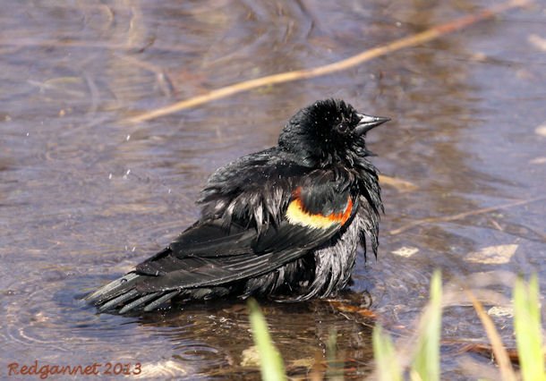 ORD 22Apr13 Red-shouldered Blackbird 02