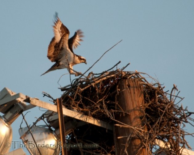 OSPREY