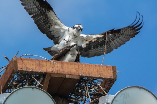 Osprey Nesting Platform Installation 10 000 Birds