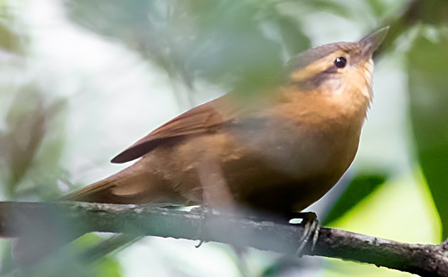 Ochre-breasted Foliage-Gleaner