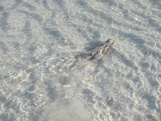 Octopus swimming