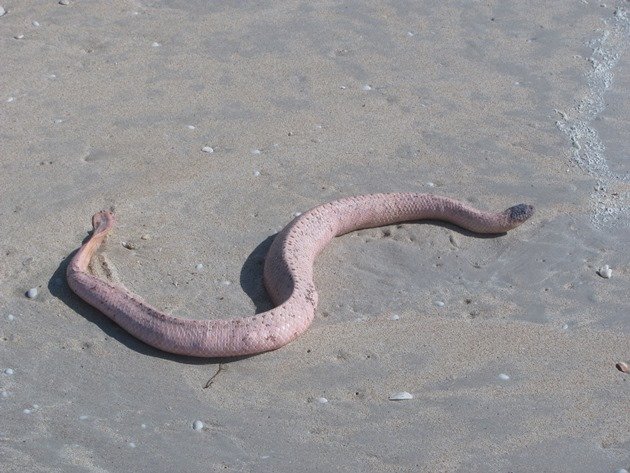 Olive Sea Snake (2)