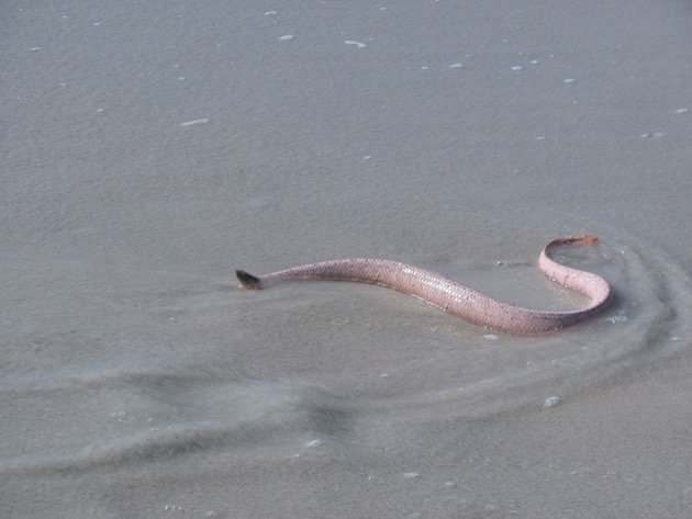 Olive Sea Snake