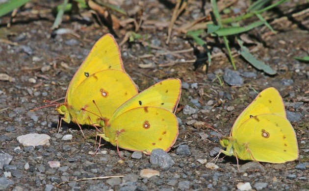 Orange Sulphers