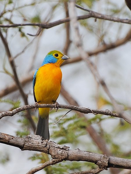 Orange-breasted Bunting