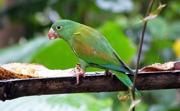 Orange-chinned Parakeet