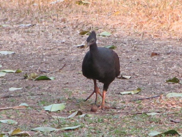 Orange-footed Scrubfowl