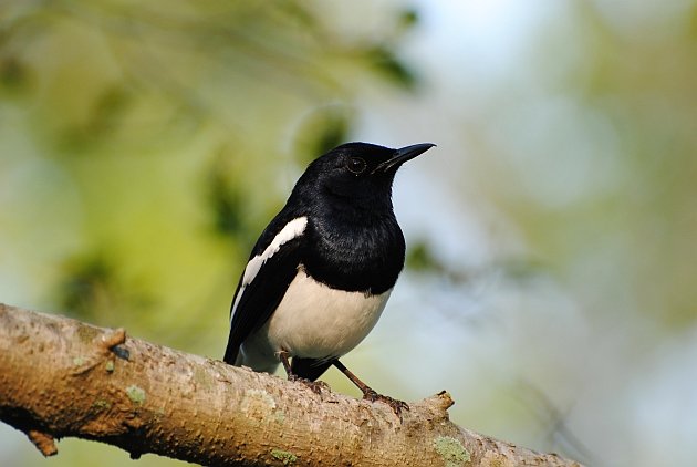 Oriental Magpie-Robin