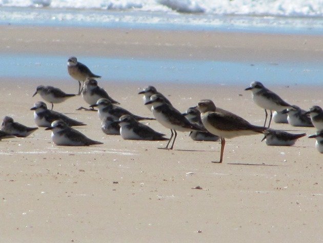 Oriental Plover and shorebirds