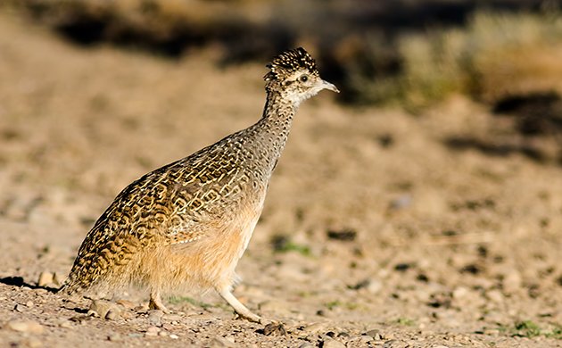 Ornate Tinamou Adult