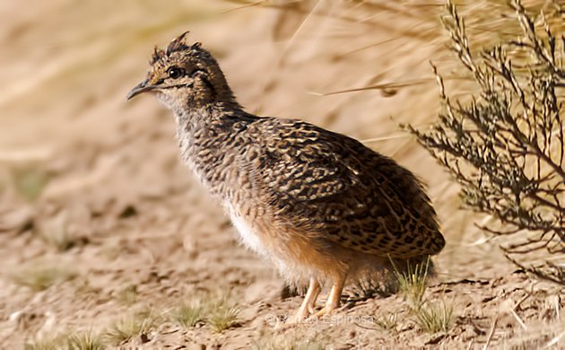 Ornate Tinamou - Juvenile