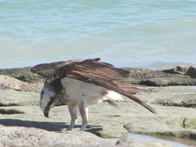 Osprey (2)