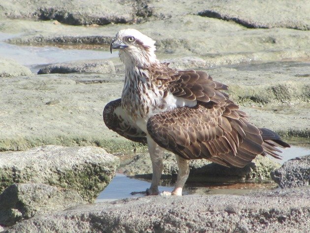 Osprey (3)