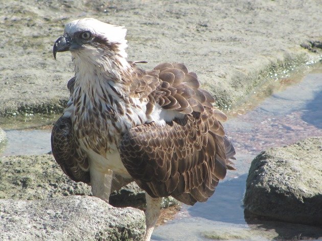 Osprey (7)