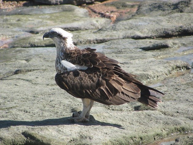 Osprey (9)