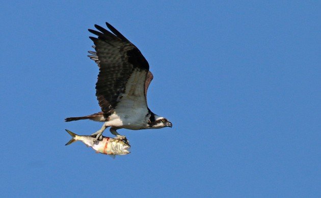 Osprey with fish