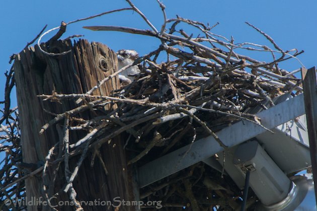 Osprey