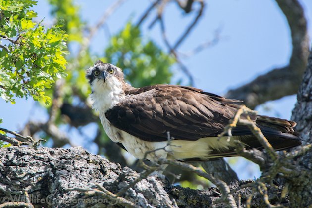 Osprey